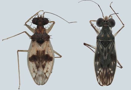 Zootaxa's tweet photo. #Leptopodidae (#Insecta: #Hemiptera: #Heteroptera) of #China: key, checklist, and #newrecords
#taxonomy
https://t.co/ZtIGbfpHlQ https://t.co/fYoYvaX8FB