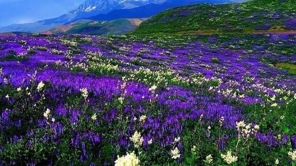 Dr Aziz Barez دکتر عزیز بارز tweet media