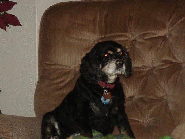 17 years ago we had to send our Lucy to the rainbow bridge. I love you baby girl!! ❤️