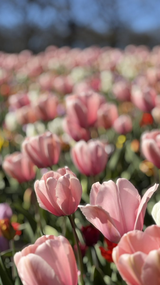 nyanyanyawan_'s tweet photo. 🇳🇱🌷 https://t.co/EvULXhJa2v