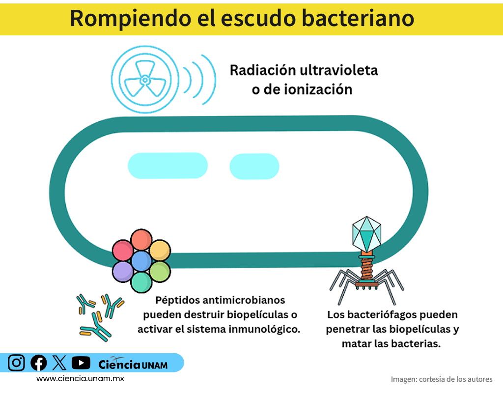 Ciencia_UNAM's tweet image. #Salud | Algunas bacterias mutan y crean un "escudo" físico que las vuelve casi invulnerables. 🛡️🦠
¿Cómo lo hacen? ¿Qué alternativas hay para romper esa barrera?
#CienciaUNAM te explica más sobre este grave problema de salud pública: bit.ly/4t8GOS1