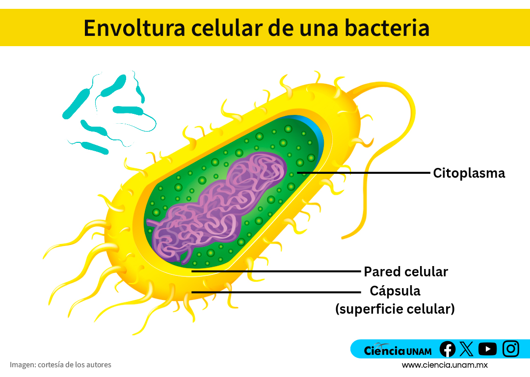 Ciencia_UNAM's tweet image. #Salud | Algunas bacterias mutan y crean un "escudo" físico que las vuelve casi invulnerables. 🛡️🦠
¿Cómo lo hacen? ¿Qué alternativas hay para romper esa barrera?
#CienciaUNAM te explica más sobre este grave problema de salud pública: bit.ly/4t8GOS1
