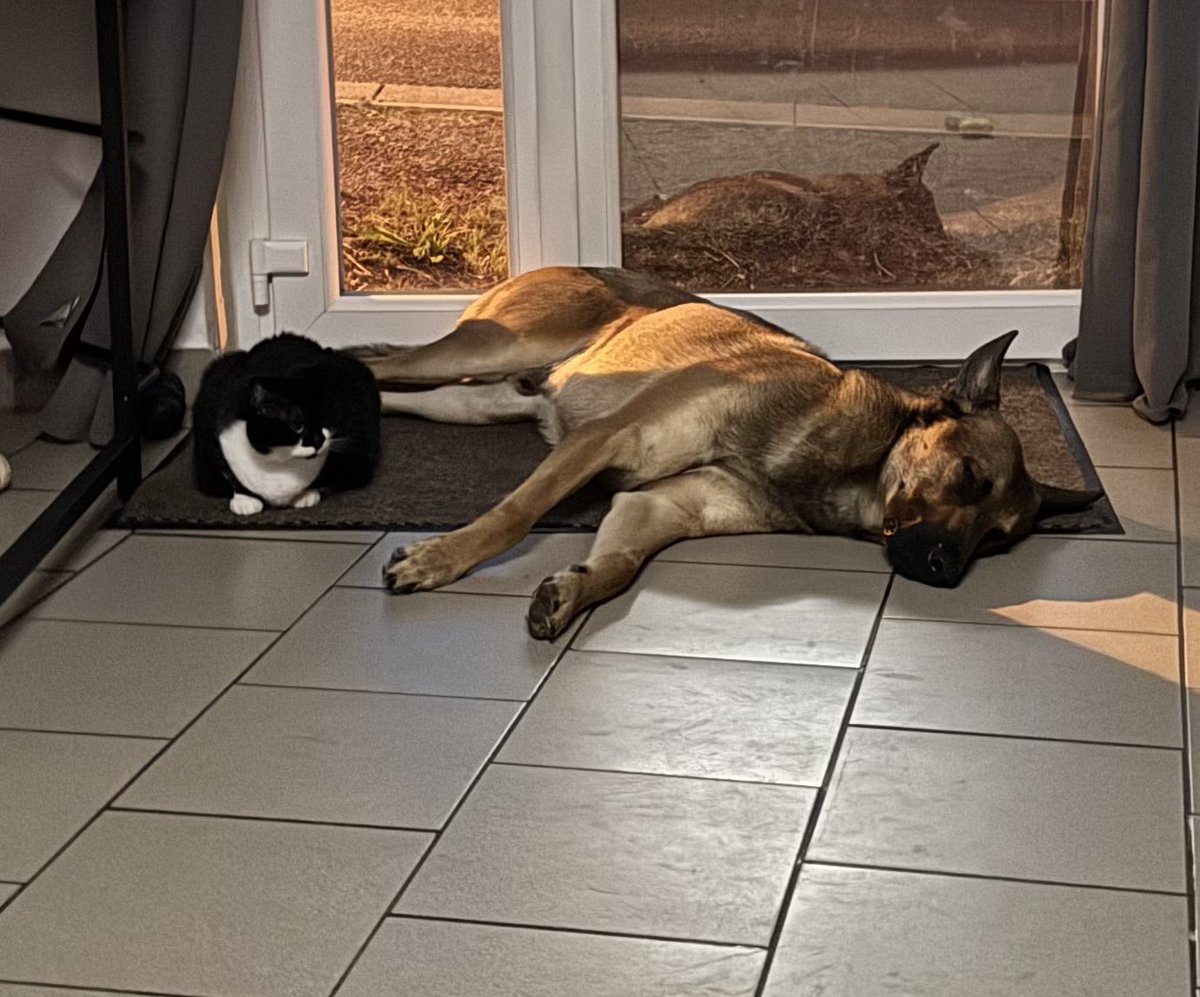 Tentation145L's tweet photo. Franchement, Malou devrait dormir plus souvent 😼
C’est là qu’il est le plus adorable.
#Fleur #PauseCalme #Fratrie https://t.co/aerLbAVYOs