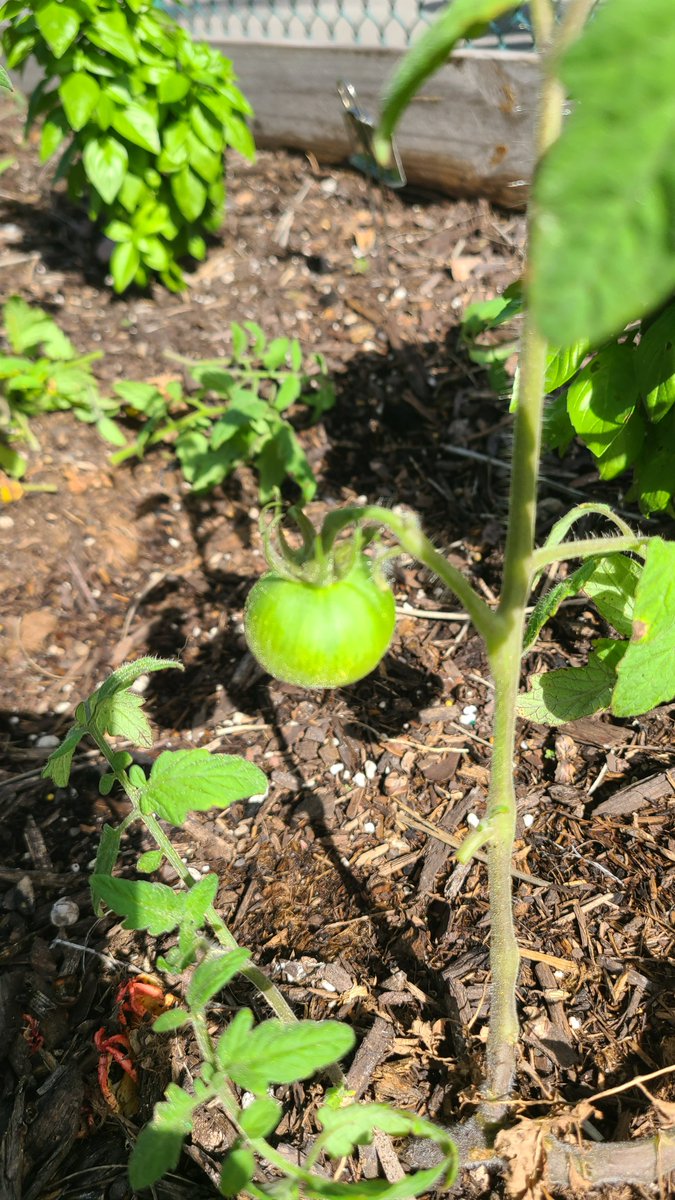 Silver Trail Middle School - Home of the Mustangs tweet media