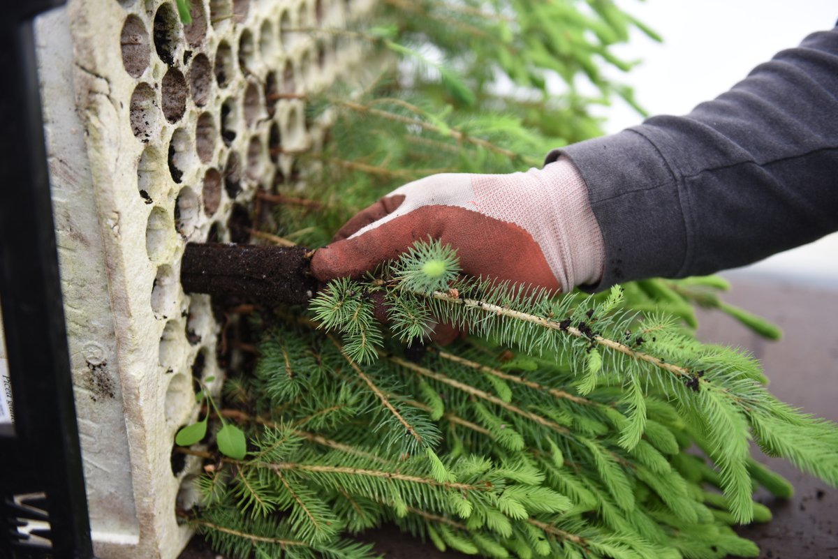 wellingtncounty's tweet image. Happy National Volunteer Week to all our #GreenLegacy volunteers! 🌱🌲

The Green Legacy is supported by thousands of incredible community volunteers, students, and landowners who help bring the programme to life and help us build a greener Wellington County. 💚