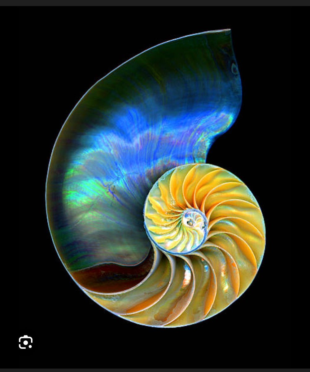 ApeGator tweet media