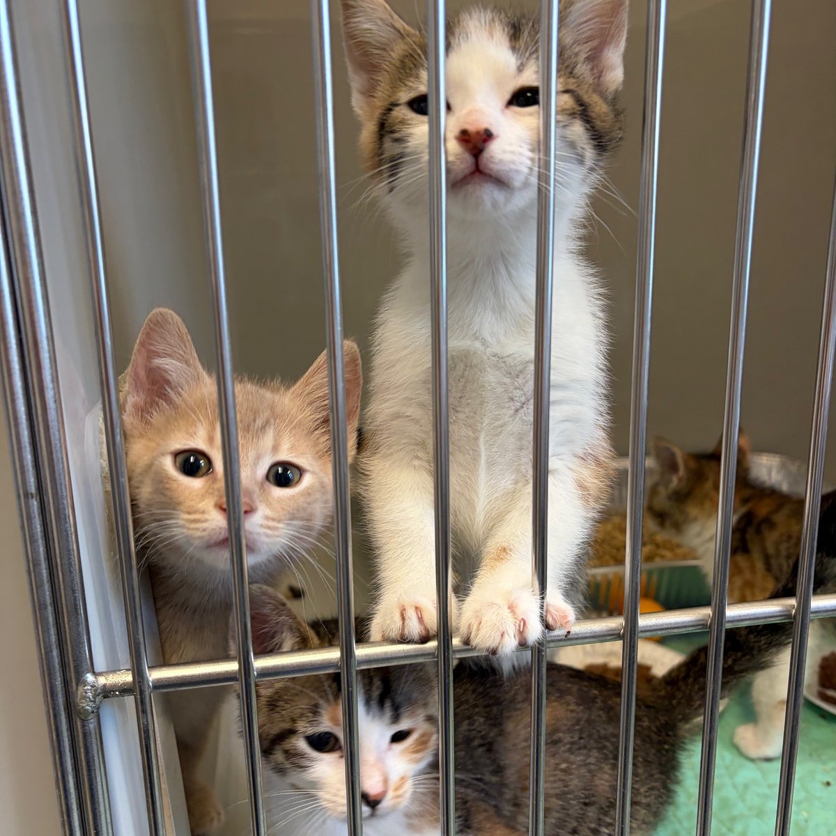 Tree House Humane Society tweet media