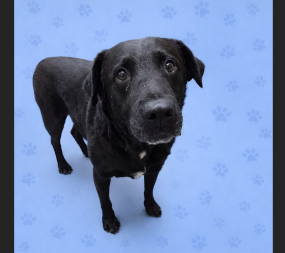 HollywoodDogs's tweet image. At an overcrowded shelter in #Memphis, #TN, 5-year-old Buster P is in IMMEDIATE need of adoption, a foster home, or rescue adoptapet.com/pet/47687463-m… #URGENT #AdoptableDogofDay 🐶
