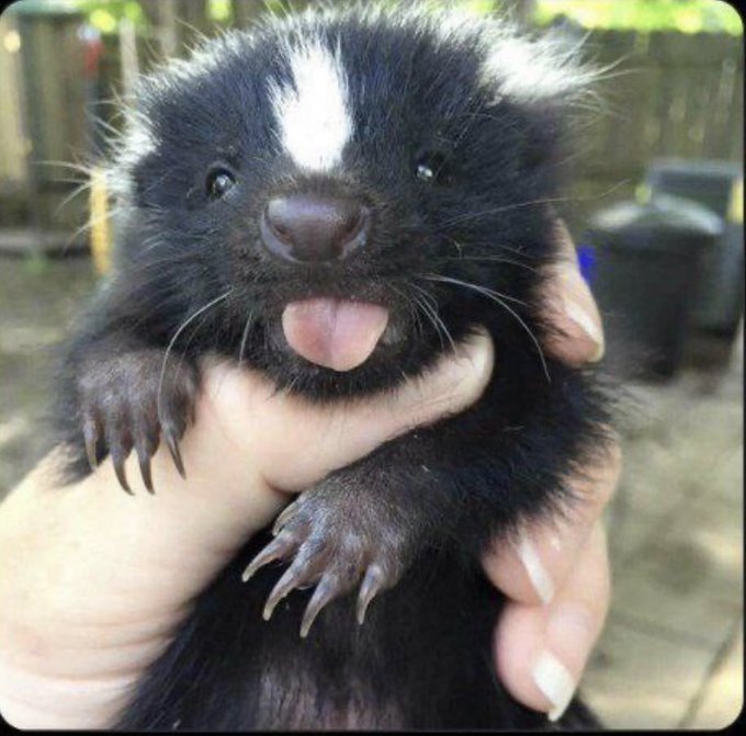 Scooter the skunk🦨 tweet media