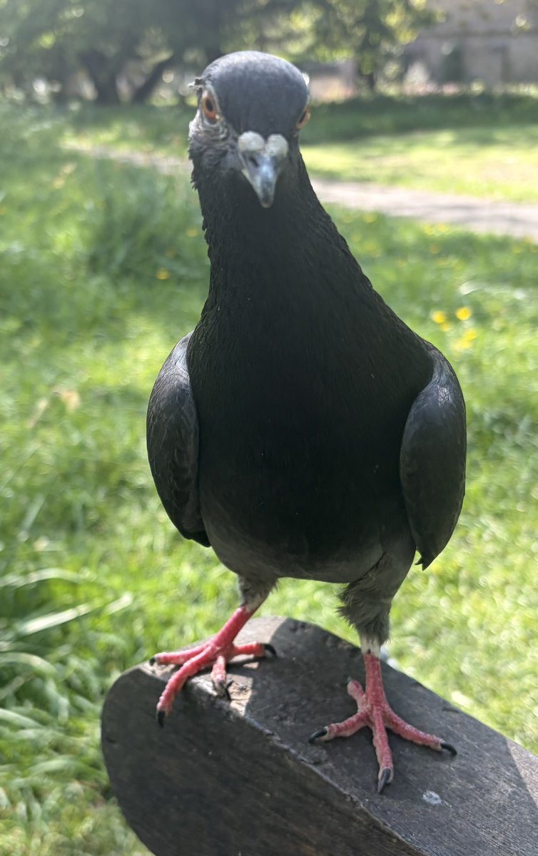 BromptonBunch's tweet image. Pascal seems to see me as a member of his family. He has zero fear of me. #Pigeons