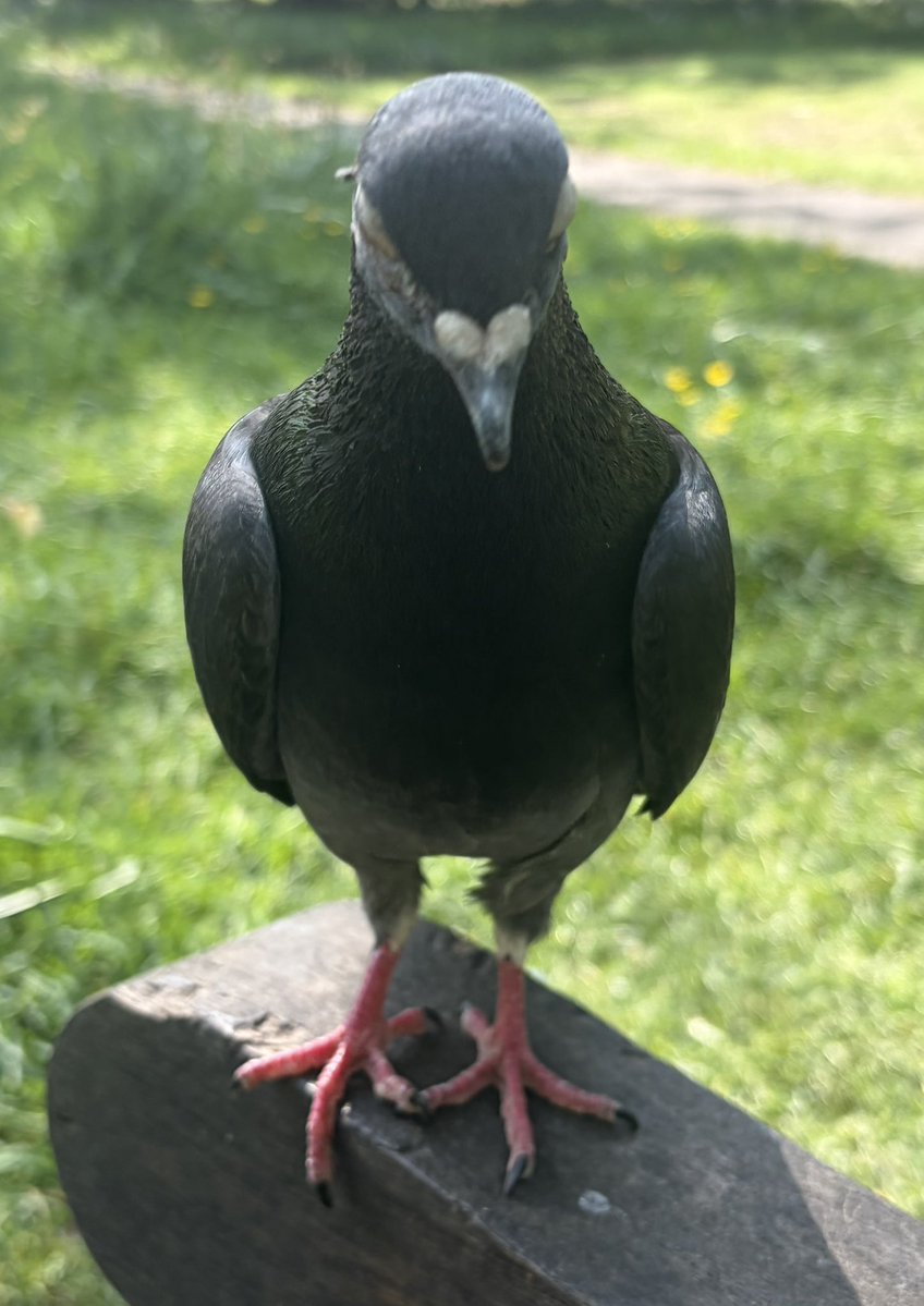 BromptonBunch's tweet image. Pascal seems to see me as a member of his family. He has zero fear of me. #Pigeons