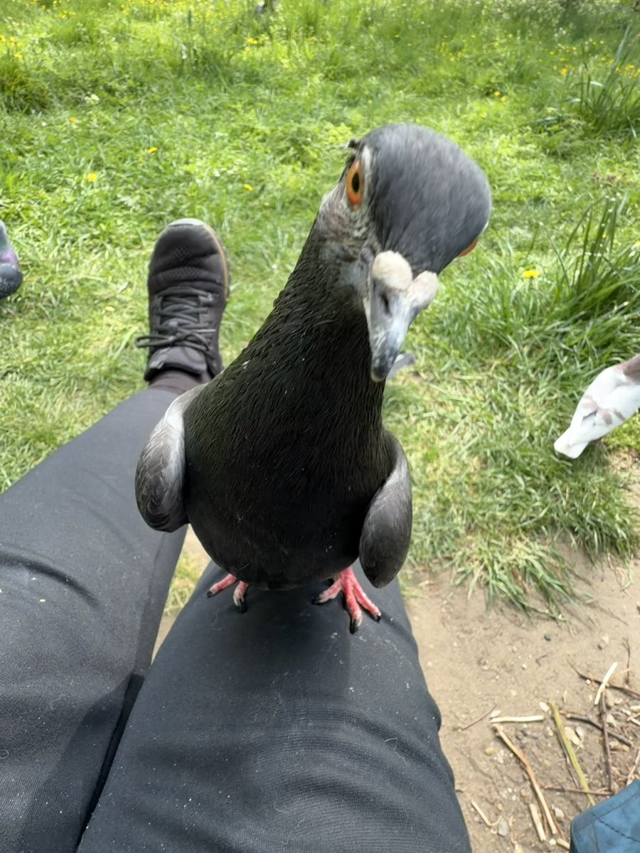 BromptonBunch's tweet image. Pascal seems to see me as a member of his family. He has zero fear of me. #Pigeons