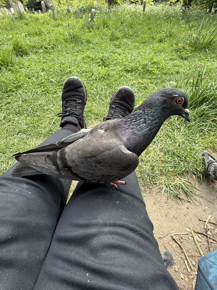 BromptonBunch's tweet image. Pascal seems to see me as a member of his family. He has zero fear of me. #Pigeons