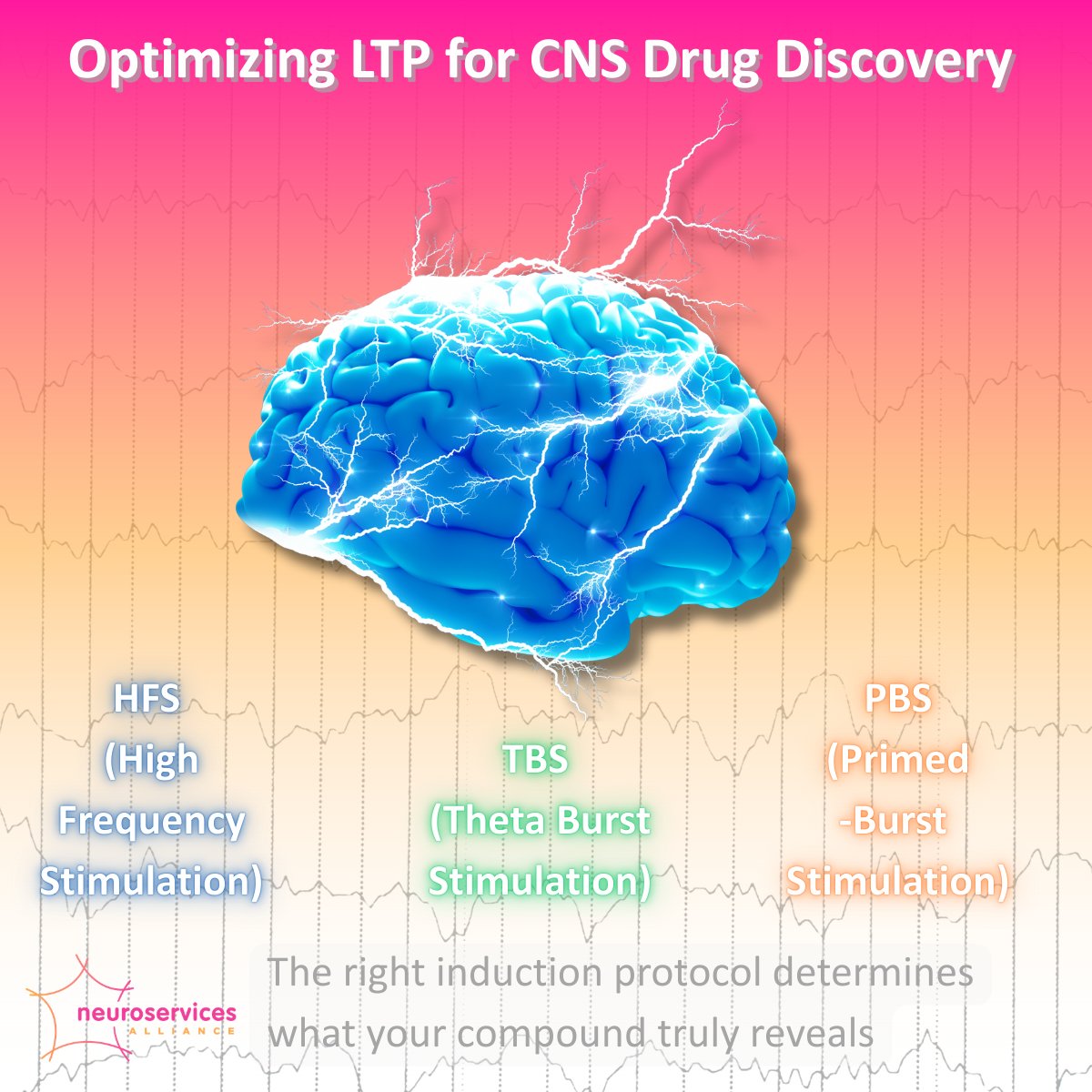 NeuroservicesA's tweet photo. LTP protocol choice directly impacts translational relevance. We tailor LTP paradigms to your compound's mechanism — ensuring the signal reflects real biology. https://t.co/ricpuHtXLs