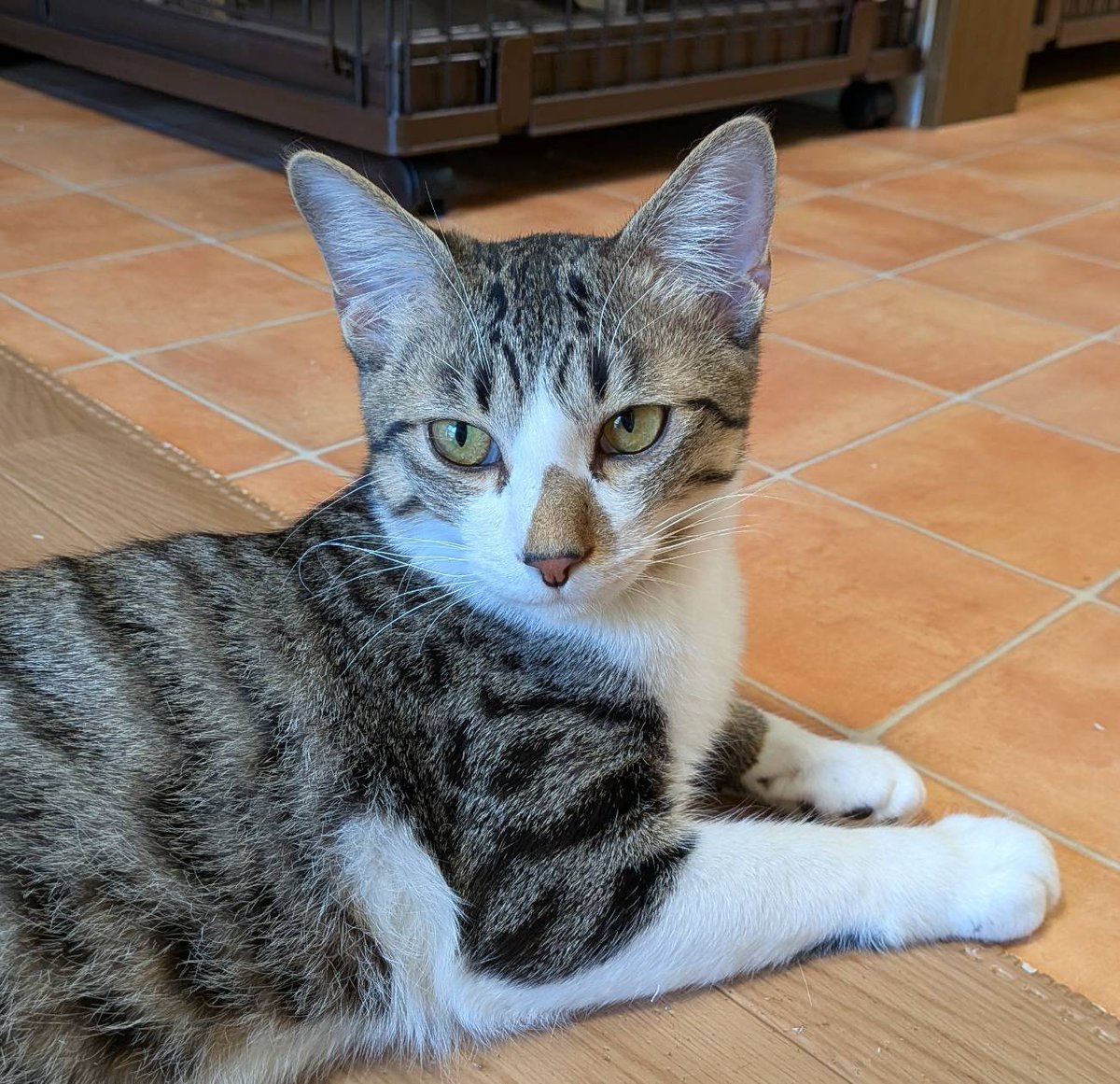 ミツ君アーモンド君兄弟、すくすく成長しています。