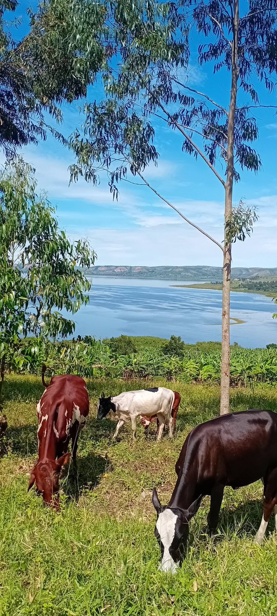 Ssegawa Experito tweet media