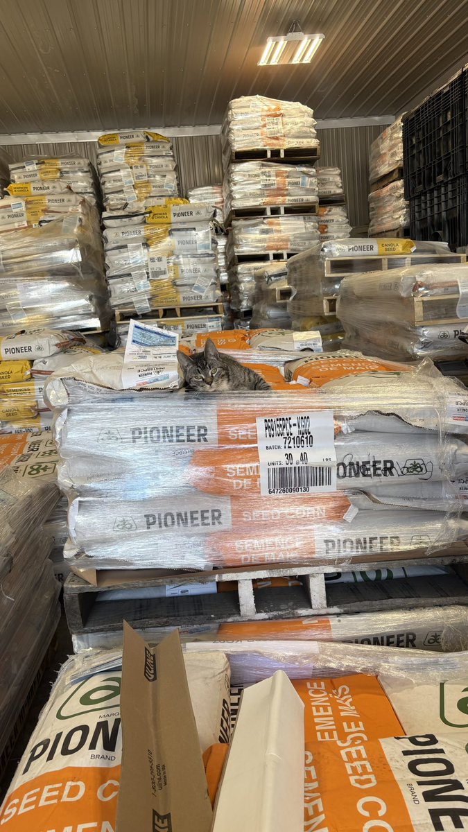 amandabeecraft's tweet image. Hard day being a shop cat @PioneerSeedsCA 
#kitty #canola #corn #pioneer100