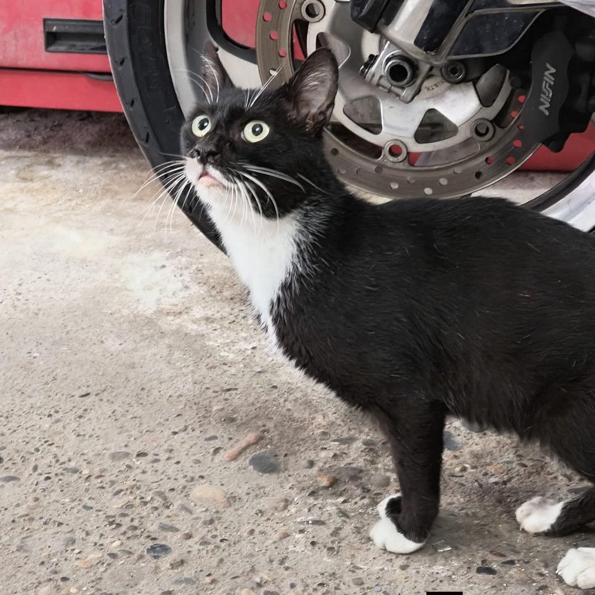 Solopar53137293's tweet photo. 🐈‍⬛ Busquem #acollida o  #adopcio per l’Ònix!
Gat jove, abandonat i recuperat amb constipat. És molt afectuós i no pot tornar al carrer.
🙏🏻 Necessitem cases d’acollida per seguir ajudant.
📲 WhatsApp: 611 262 013
💛 Gràcies! https://t.co/9gjuZIAx7a