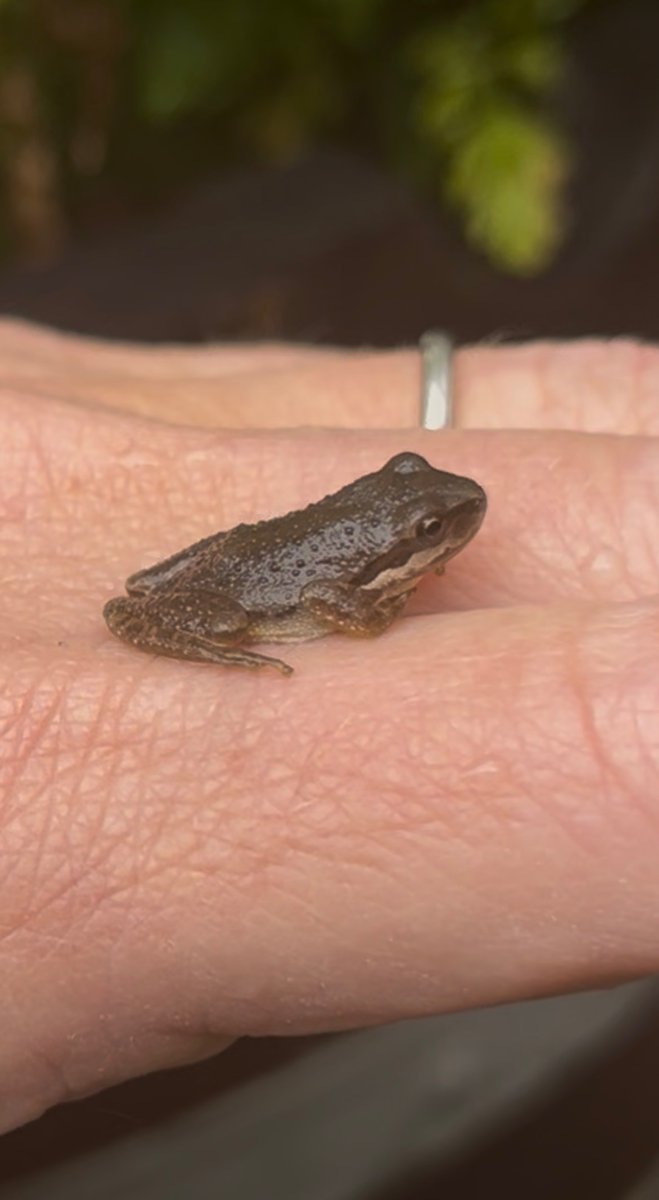 Laura Devlin tweet media