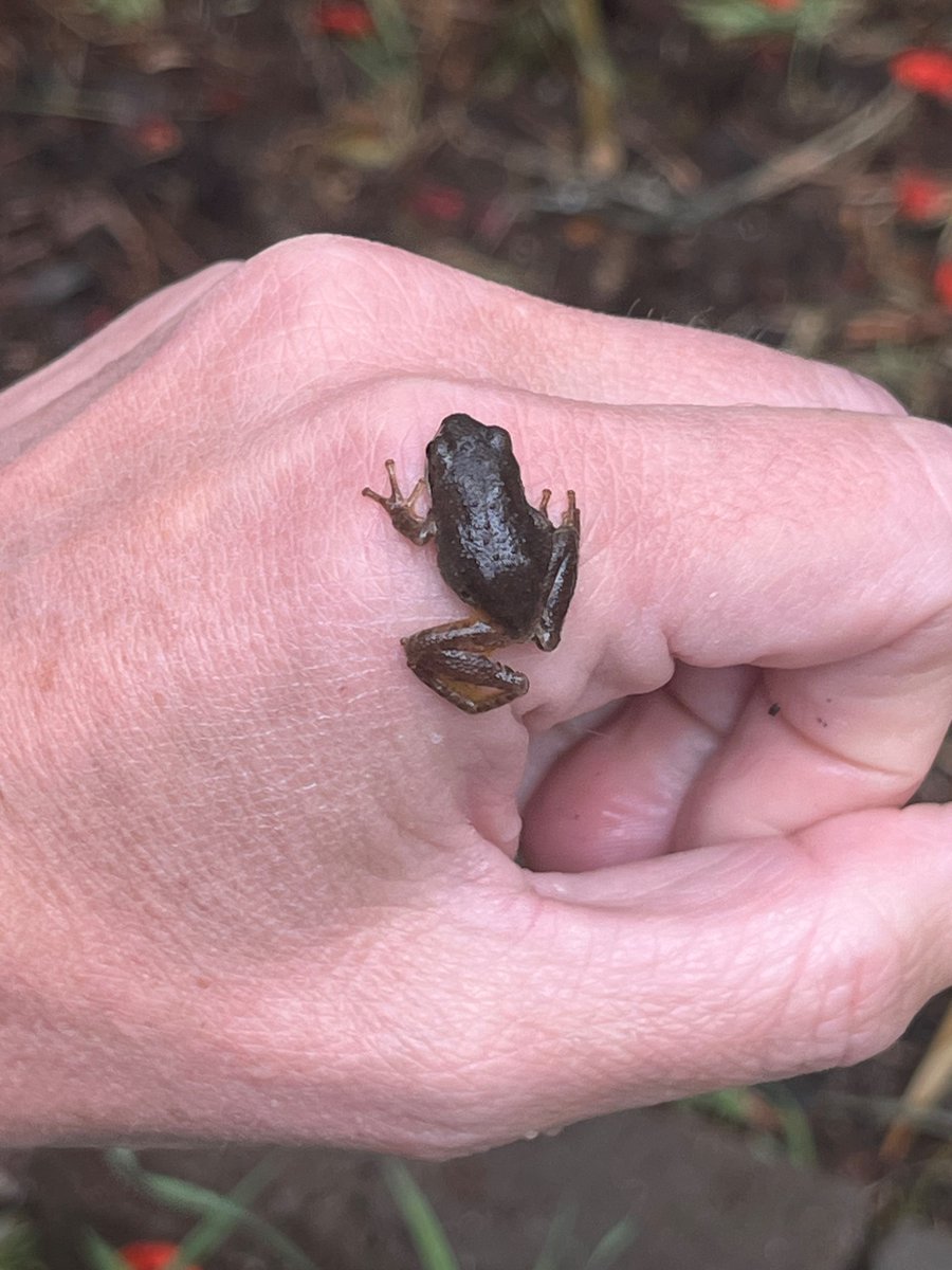 Laura Devlin tweet media