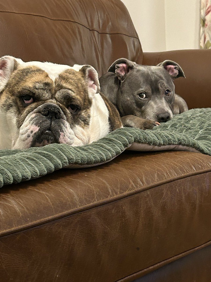 DrGar5's tweet image. VP Trefor is waiting for President Beryl’s reaction to the news that the Treats Box is empty. #dog #dogs