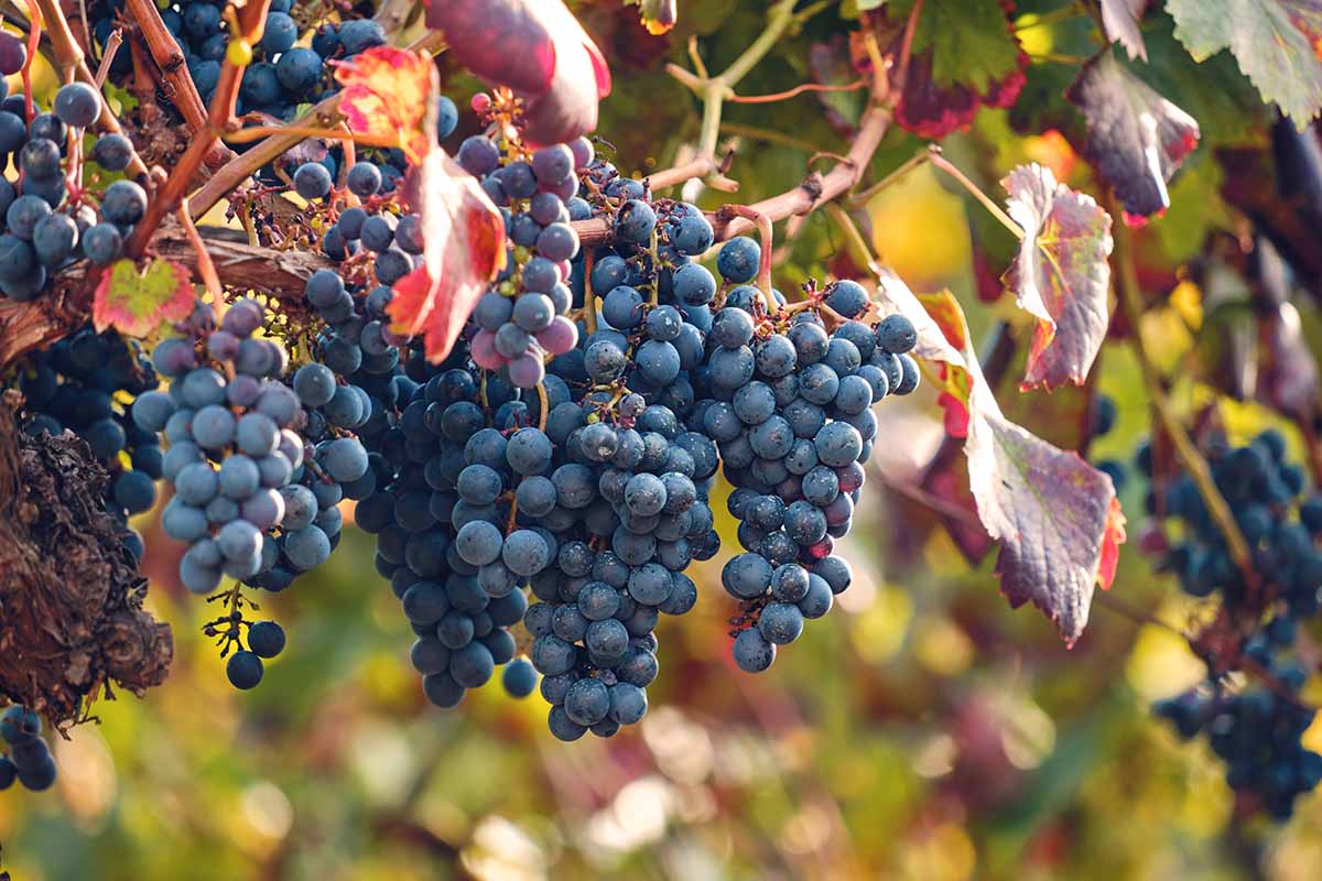 Gardeners_Path_'s tweet image. How to Grow and Care for Grapevines - Make your dream of enjoying homegrown grapes come true and grow grapevines! All you need is a small space in a sunny location. Learn how to grow your own grapes now on Gardener's Path. #grapes #gardening gardenerspath.com/plants/fruit/g…