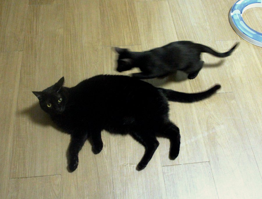 그리고 선명하게 피곤한 얼굴의 어른고양이..