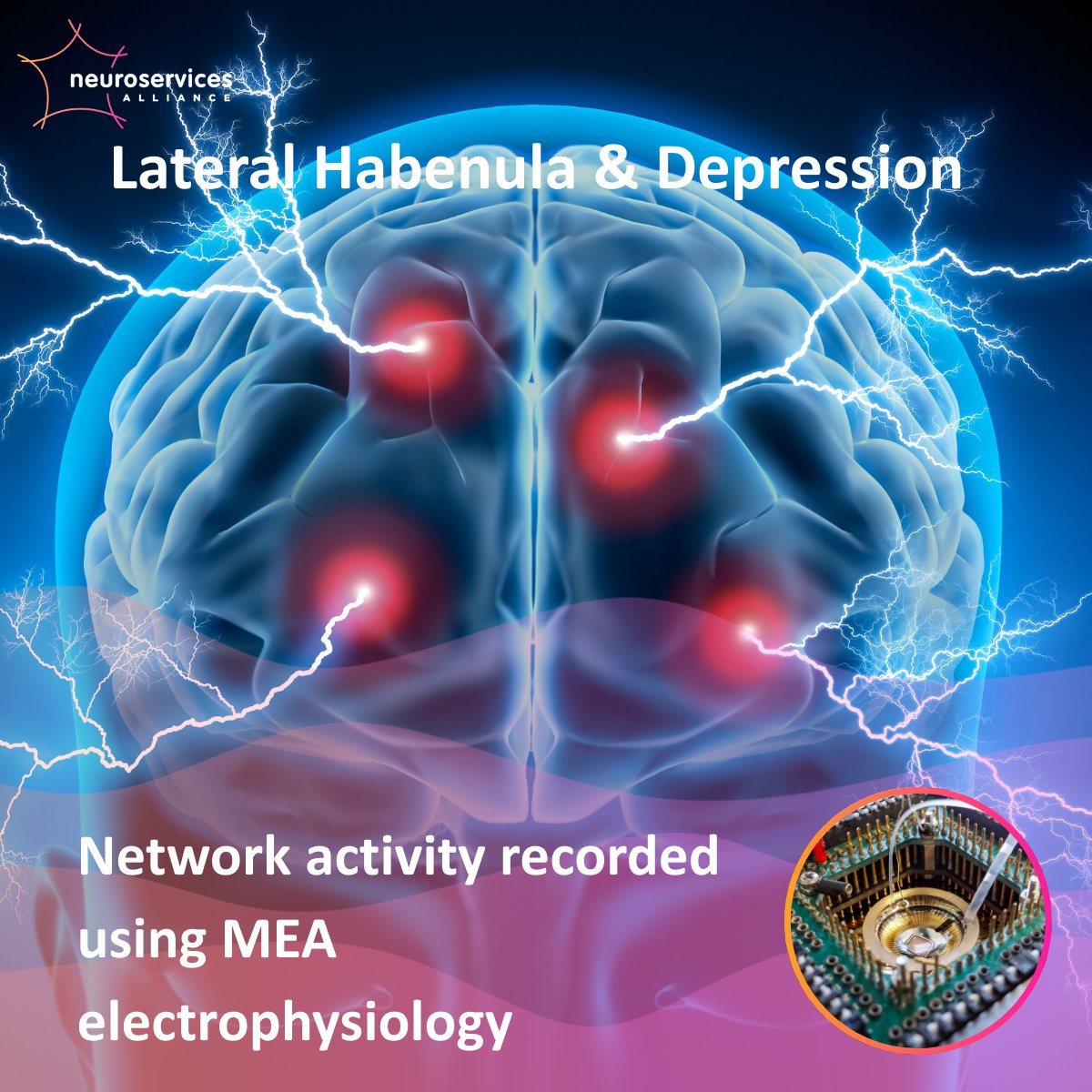 NeuroservicesA's tweet photo. LHb hyperactivity drives depressive symptoms. Using MEA, we monitor LHb firing &amp; evaluate how compounds modulate this circuit. Key for antidepressant discovery. https://t.co/XObWuBQHk2 https://t.co/hIjjoS2YJR