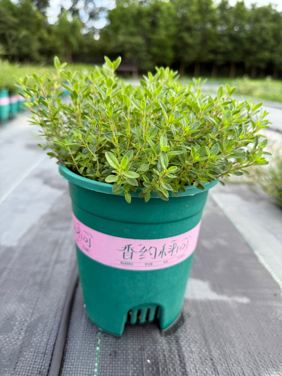 Mani Rathna tweet media