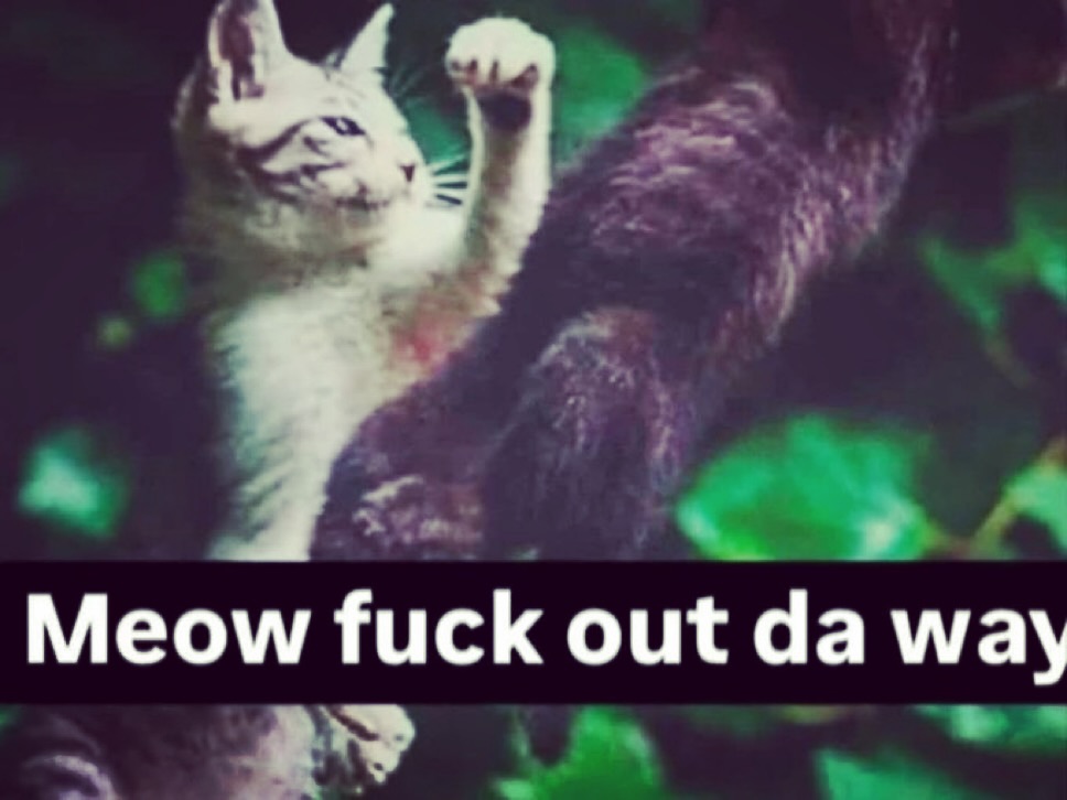 brainrot dimension tweet media