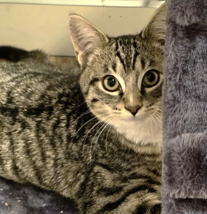 sachikoko's tweet image. 🙏🏽PLZ SHARE
🩵Shy, Sweet 6MO Gray/Blue #Tabby &amp;amp; White Kitty "SCAMP"🩵
📣Needs A Patient🏘#FureverHome🏘W/ Another Kitty
▶4 INFO angusandfriendscatrescue.com 
🙏🏽#AdoptDontShop #AdoptMe
#CastroValley, #CA #Hayward #Oakland #NorCal
✅Cats @AdoptRescueCats (CP) #RehomeHour #US #Cats