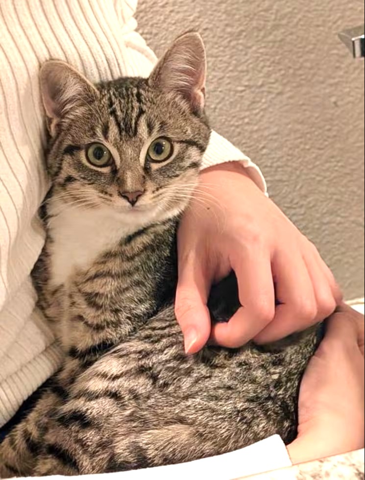 sachikoko's tweet image. 🙏🏽PLZ SHARE
🩵Shy, Sweet 6MO Gray/Blue #Tabby &amp;amp; White Kitty "SCAMP"🩵
📣Needs A Patient🏘#FureverHome🏘W/ Another Kitty
▶4 INFO angusandfriendscatrescue.com 
🙏🏽#AdoptDontShop #AdoptMe
#CastroValley, #CA #Hayward #Oakland #NorCal
✅Cats @AdoptRescueCats (CP) #RehomeHour #US #Cats