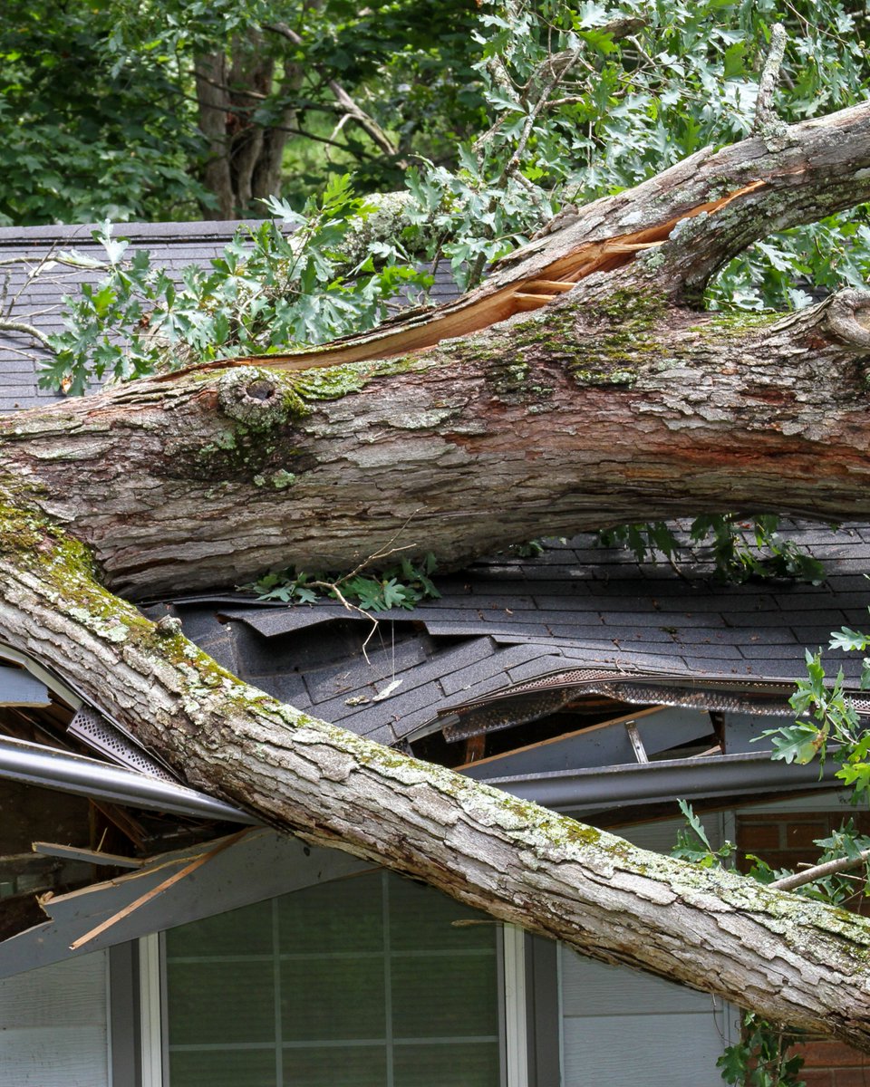 TreeTrust's tweet image. Q: As spring #wind picks up, how can I protect my trees and property?
A: Focus on proactive structural care, inspect for root decay, and stake young trees for stability.
💡 Consult experts like Tree Trust Landscape Services. Mature trees likely need #TreeCareProfessional help.