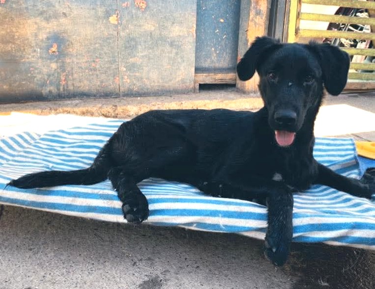 eltuitdemarsh's tweet image. Dino, de aproximados 10 meses, fue rescatado y se encuentra semi-postrado. A pesar de ello es feliz y desea mucho vivir. Está en un temporal donde sobra el amor pero faltan los recursos. Si deseas cooperar, sin importar el monto, comunícate al +56976880165. Favor RT!
#Santiago