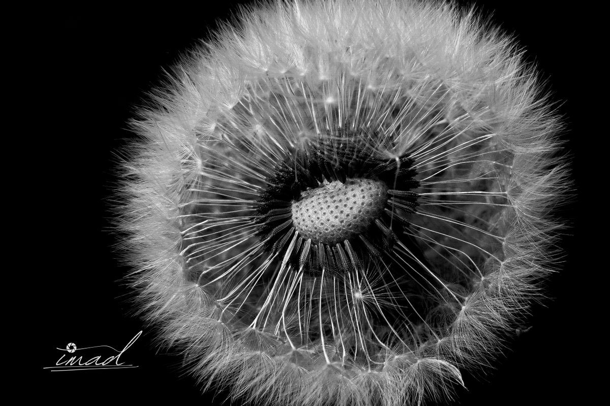 AlAdkhamiAhmed's tweet image. A passing breeze… scattering poems instead of seeds
#Dandelion #MacroPhotography #BlackAndWhite #FineArt #Nature #NaturePhotography #Minimalism #Moody #Contrast #Details #CloseUp #Artistic #ImadLens #Photography #PhotoOfTheDay #NatureLovers #InstaNature #BWPhotography #Botanical