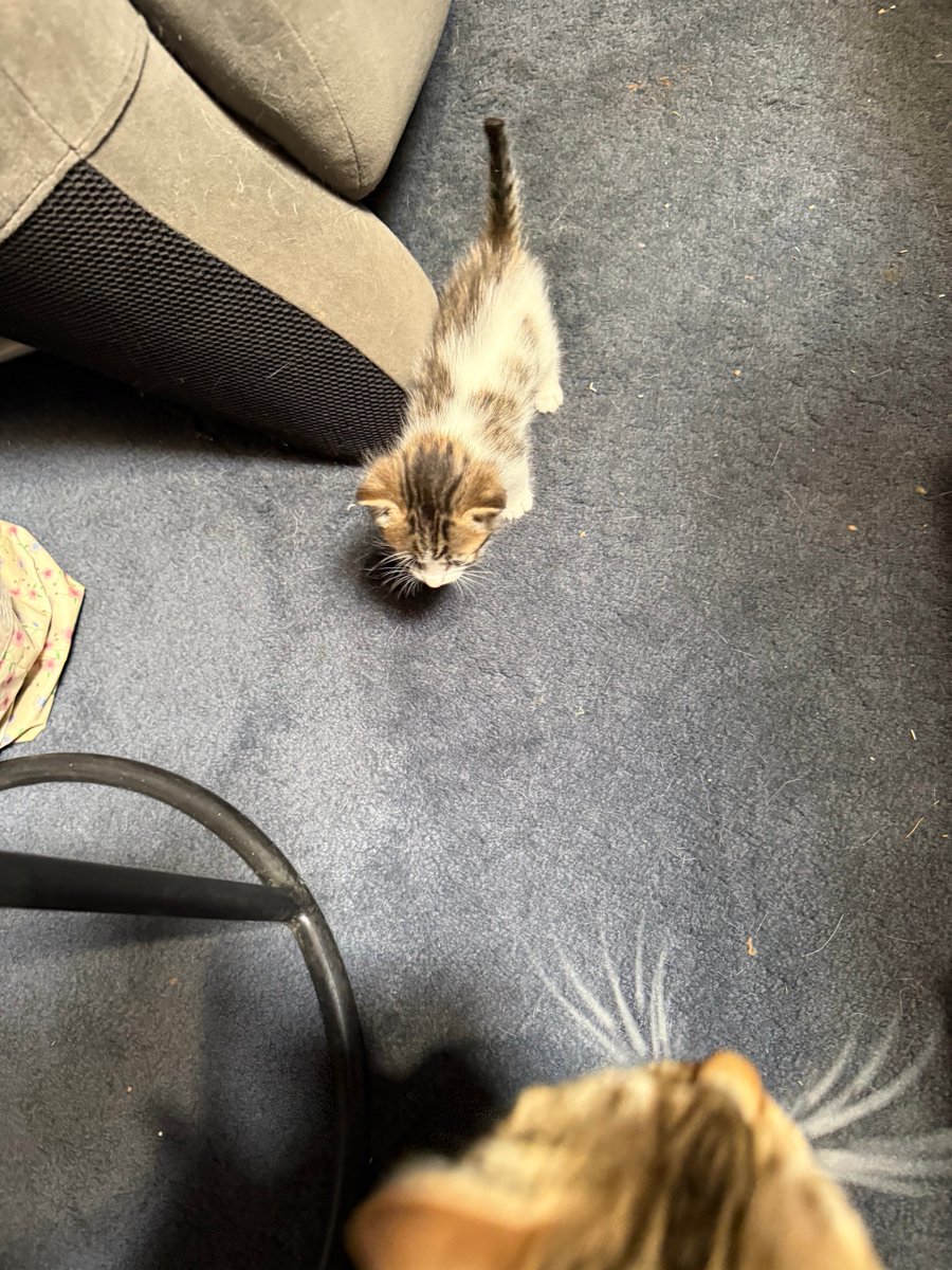 Sammy / サミー tweet media