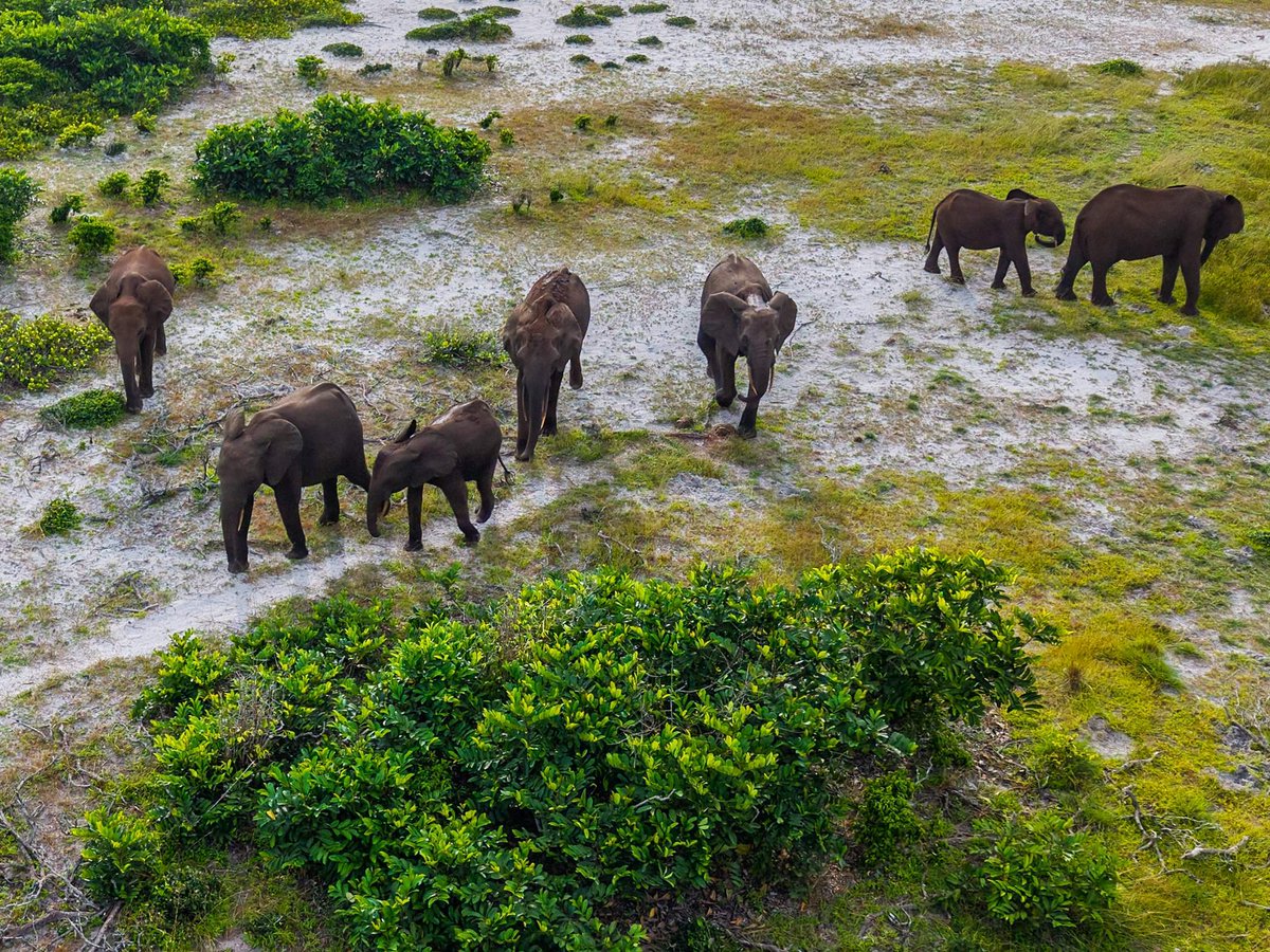 swanhellenic's tweet photo. While Minerva is exploring new horizons,
Diana is sailing through West Africa — culture, history &amp; wildlife at its purest.

This time, a first in over 3 years navigating these waters: forest elephants spotted in Loango National Park. https://t.co/DBa5m4t0Ab