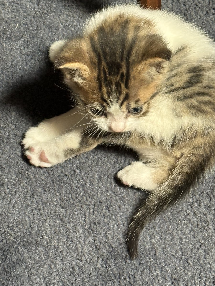 Sammy / サミー tweet media