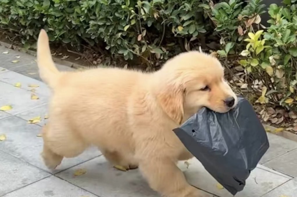 puppies tweet media