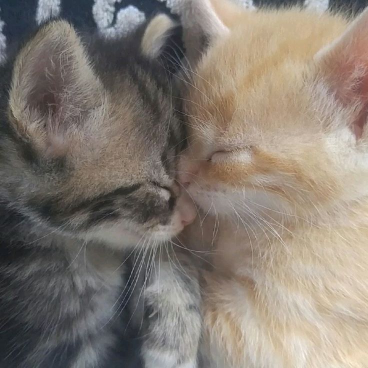 CatPopX😺 tweet media