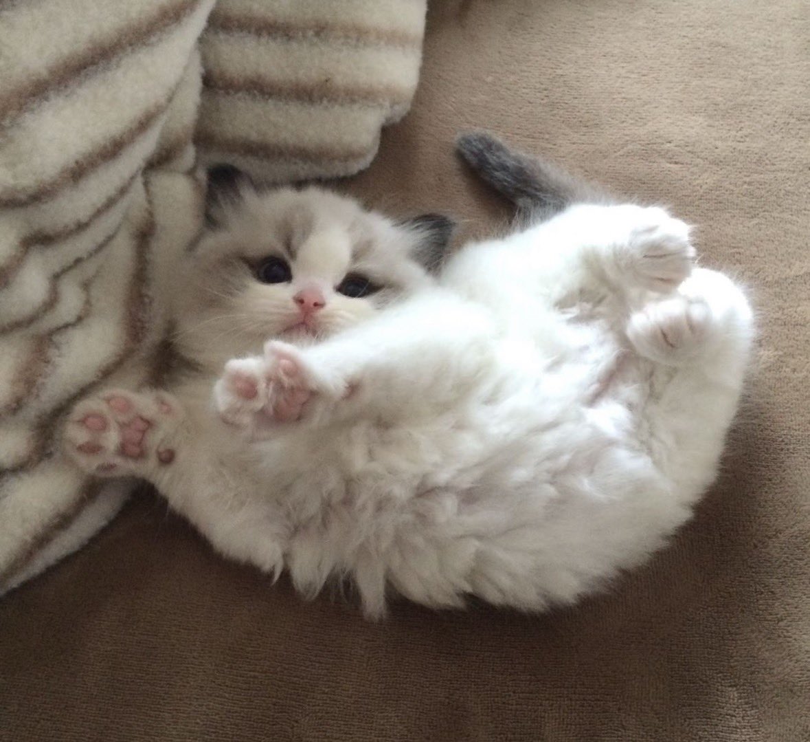 CuteLittleCats🐱 tweet media