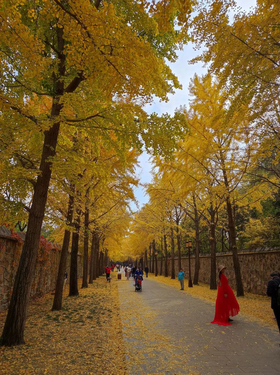 JuliettBrittney's tweet image. Autumn breeze u0026 golden leaves—perfect for a slow walk with a warm drink  #FallVibes