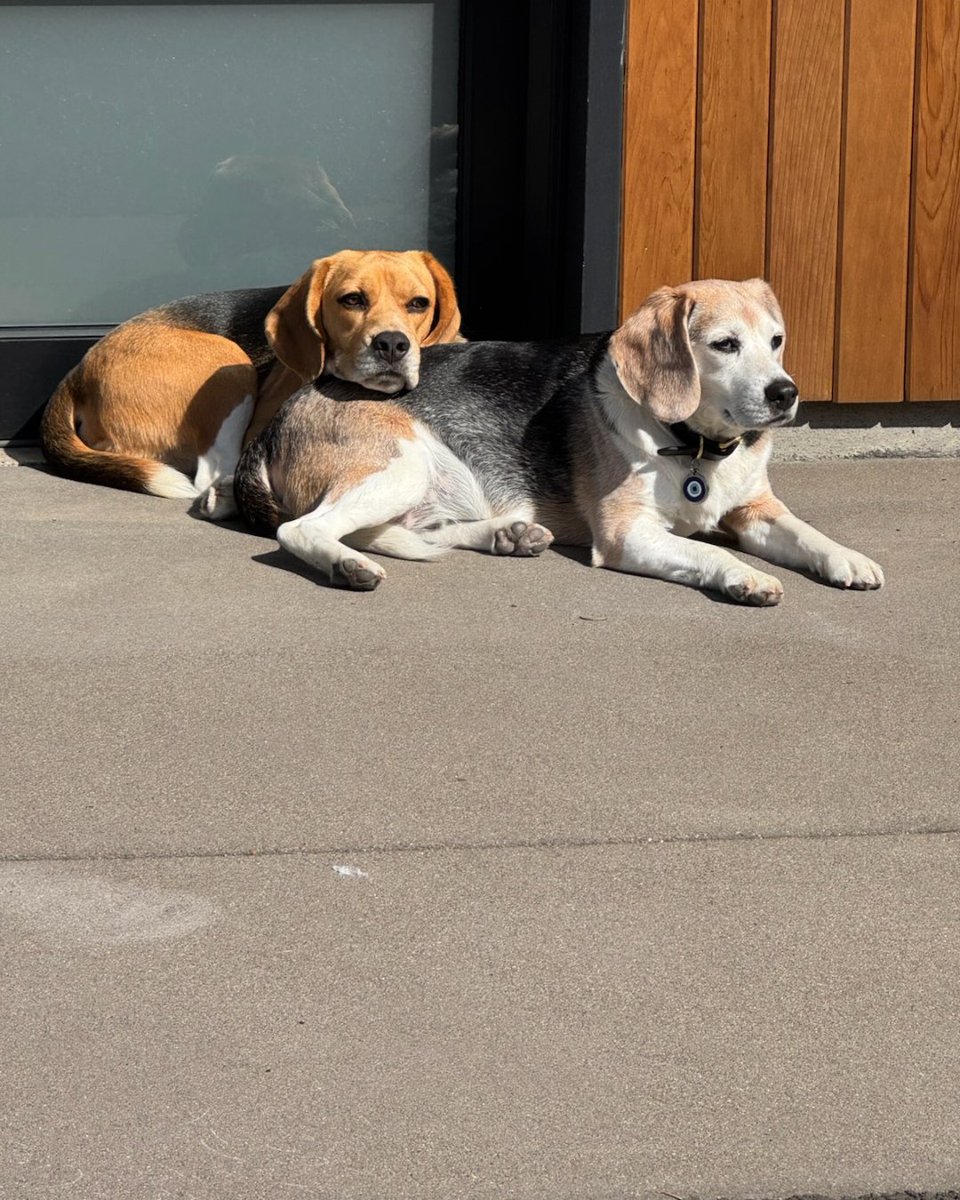 Beagle Freedom Project tweet media