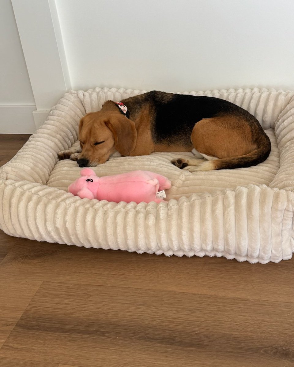 Beagle Freedom Project tweet media