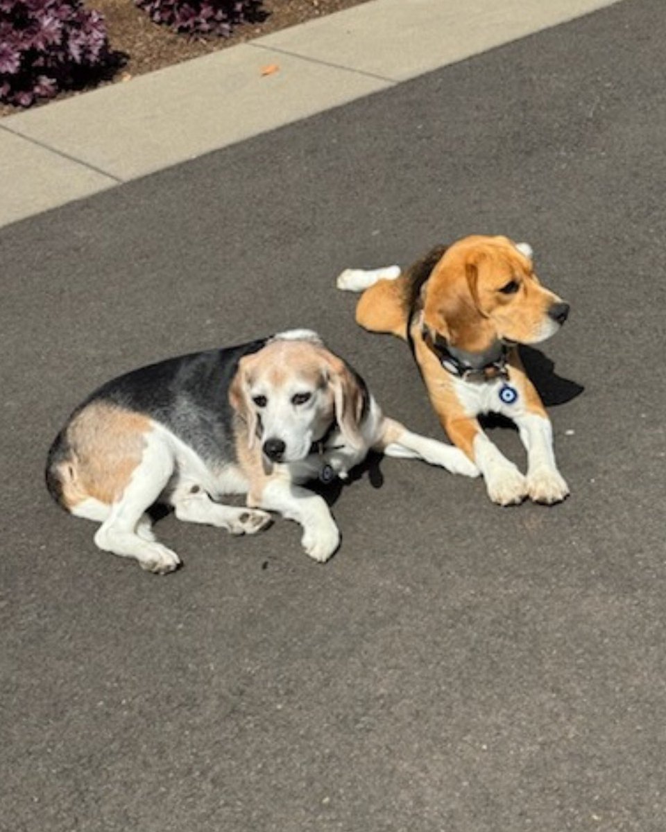 Beagle Freedom Project tweet media