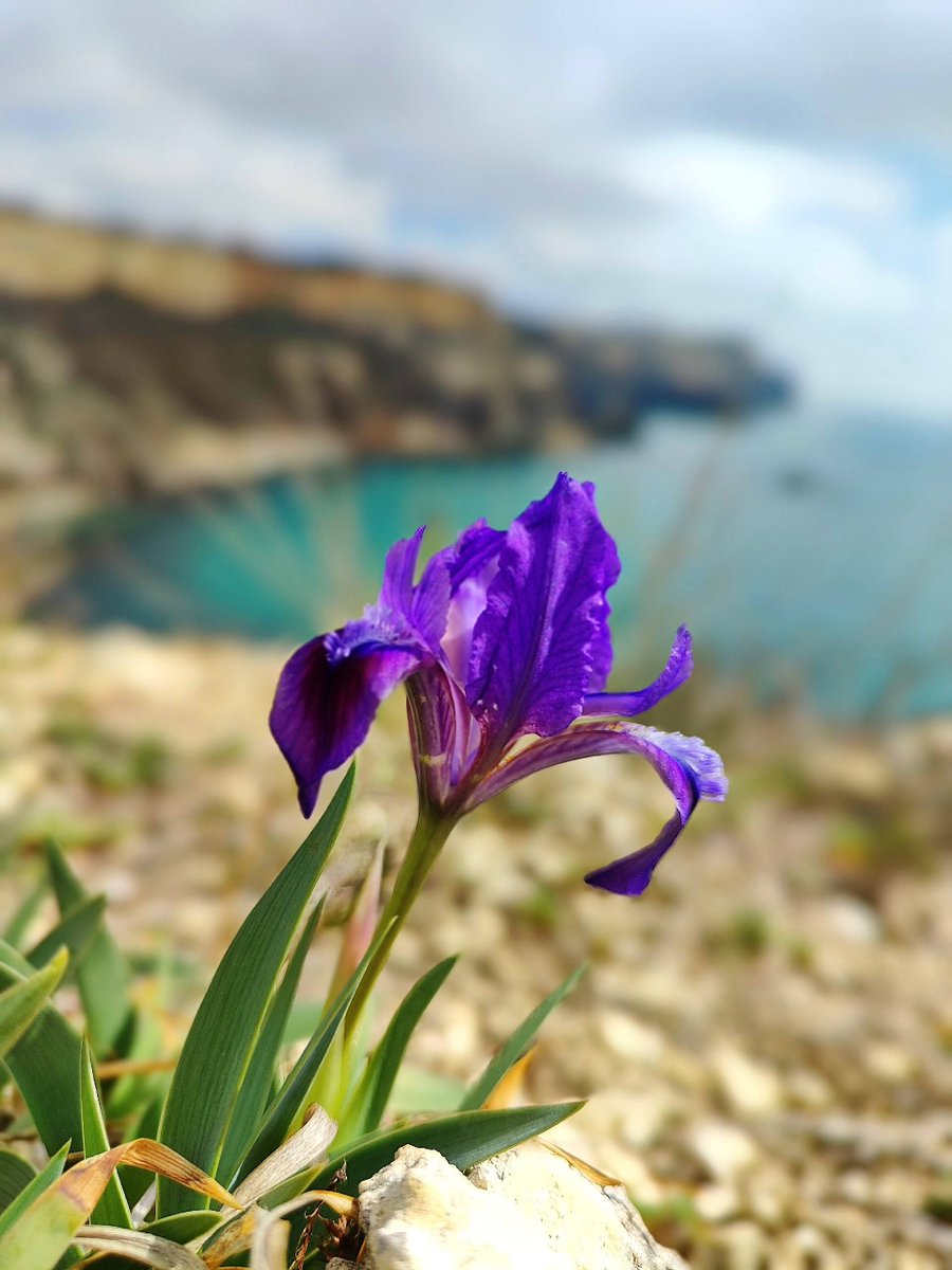 DasTere_8's tweet image. ⭐️💜🪻"No matter how hard it is for you, never exchange the beauty of your soul for the dead cold of stone - sprout anew!"✍️☀️ #quotes #irises #crocuses