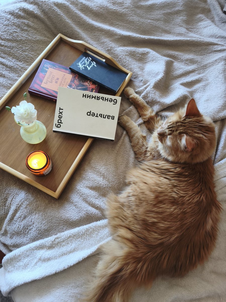 tomnerozbolelo's tweet photo. Отвлекалась от работы на фотографирование книг с котом https://t.co/rtY6eJ2uy8