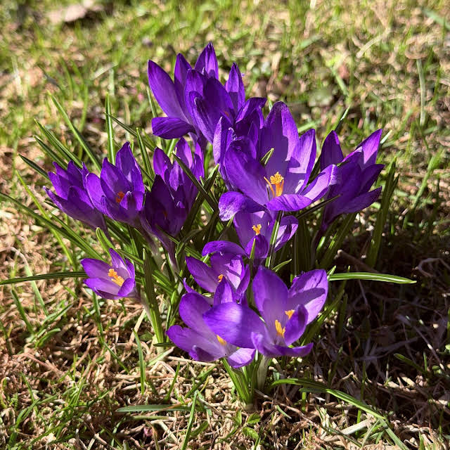 DasTere_8's tweet image. ⭐️💜🪻"No matter how hard it is for you, never exchange the beauty of your soul for the dead cold of stone - sprout anew!"✍️☀️ #quotes #irises #crocuses