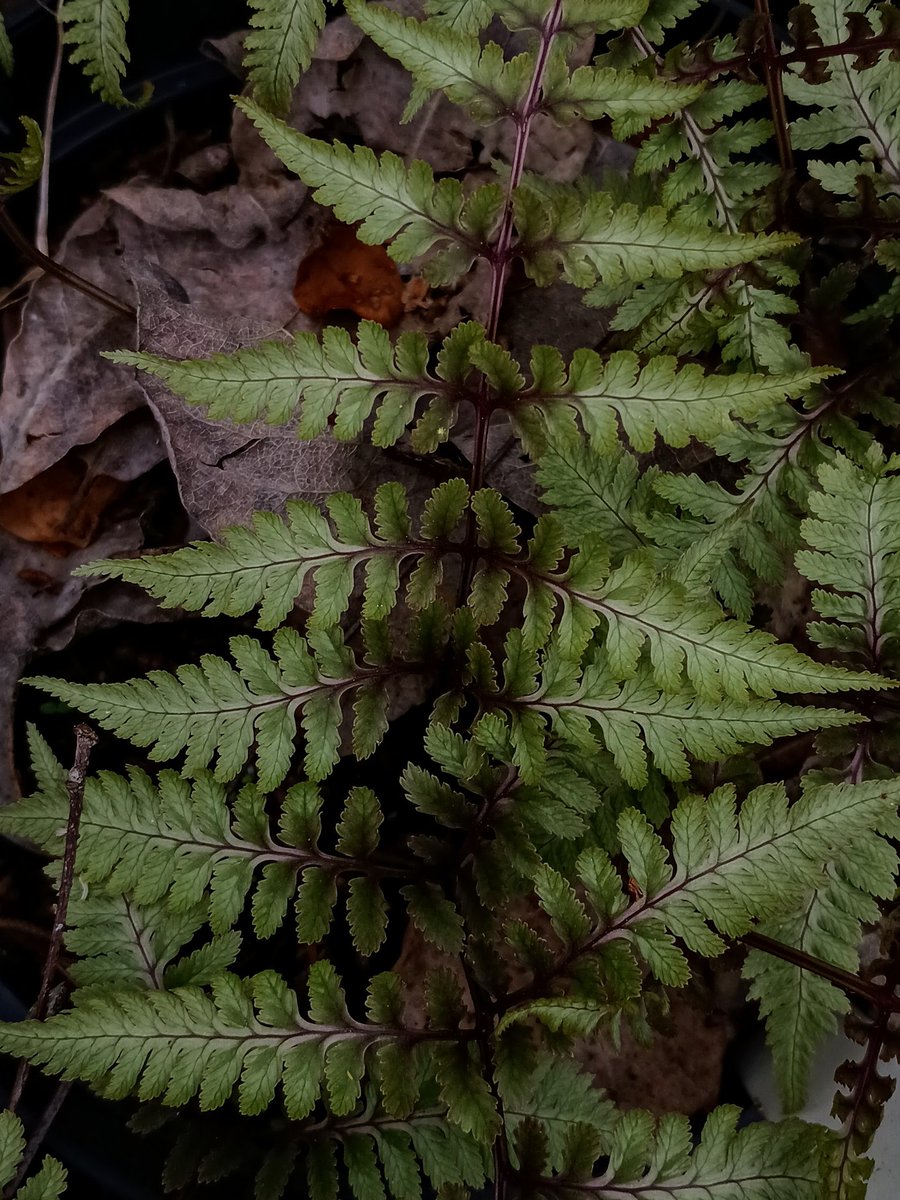 SewellLeigh's tweet image. Share your leaf photos 🌿

Japanese painted fern ( Athyrium niponicum)

#fernfriends #macro #macrophotography #ferns