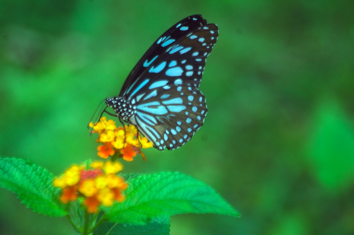 SilverBirchPres's tweet image. "Space in Between" by Lillian Farzan-Kashani (BUGS &amp;amp; INSECTS Series): silverbirchpress.wordpress.com/2026/04/21/a-s…
#butterflies #bluetigerbutterfly #insects #poetry #poems #poets